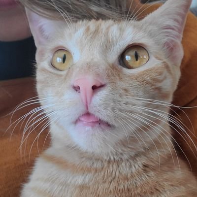 MountsBlue's profile picture. Never suppress your inner dork.