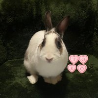 Nao⭐︎🐰とこ♂2025.4.17お迎え記念日3周年🧡Live行けますように(*ᴗˬᴗ) (@nao_naousapii) Twitter profile photo