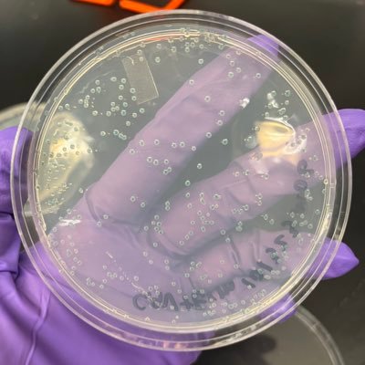 Graduate student @GMU Bioengineering. Research areas mainly focus on antimicrobial peptides, microbial synthesized nanoparticles, and microbial ecology.