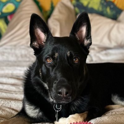 markushthealien's profile picture. 🔜 BONNAROO 🌈