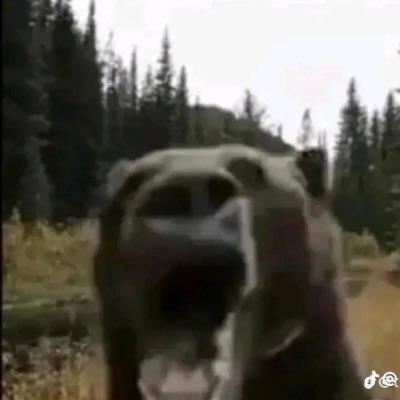 8FreakinBears