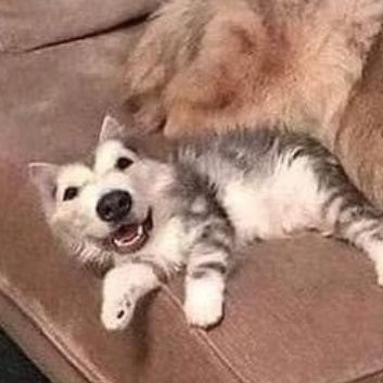 Cyantist__'s profile picture. 疲れた。。。