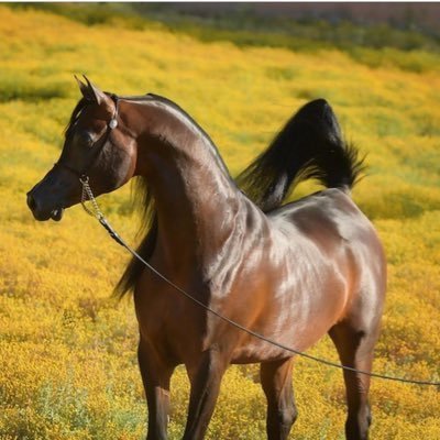 ابتسم فأن الله مـا أشقاك إلا ليسعدك وما أبكاك إلا ليضحكك وما ابـتـلاك إلا لأنه يحبك♥