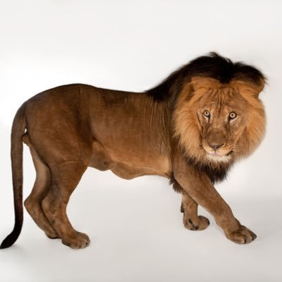 GMarsolis54362's profile picture. 