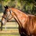 Black Type Racing Australia (@strayadump) Twitter profile photo Black Type Racing Australia (@strayadump) Twitter profile photo