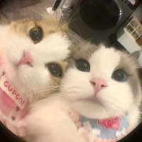 sugar (@ooheye_cb) 's Twitter Profile