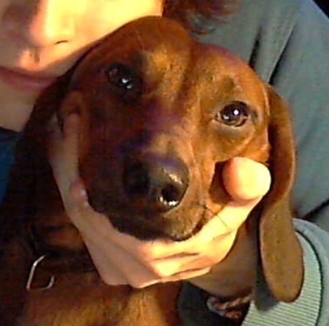 Samdoggydog1's profile picture. I'm nice doggy dog! Gav Gav! love to Gav Gav everyday!