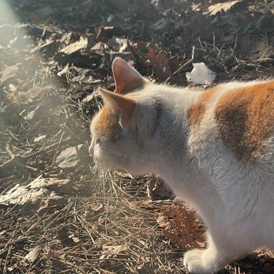 marika00ch's profile picture. (🐻‍❄️🏖️+☠️+🌕💜)² (💙💜🐯🐶+🖤🩷🥟+🍬🎵💙)³ (🐧🇦🇶+🐱🥣)ᴳᴬᴹᴱ =ദ്ദി⚯̮)♡︎