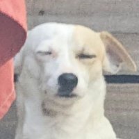 JIBBLY (@jibblyuniverse4) 's Twitter Profile