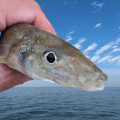 釣り好きジジイです。
釣りと、釣りごはん垢です。
キスやハゼ、イワシ、アジなど美味しい魚をゆる〜く狙ってます。
基本、釣って・調理して・食べるまでが楽しみです。
よろしくお願いします！