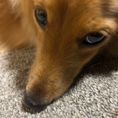 meeeetro1029's profile picture. 神大落研 60代 拡益亭召濘