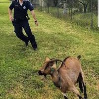 EscapedGOAT (@operatunatee) 's Twitter Profile