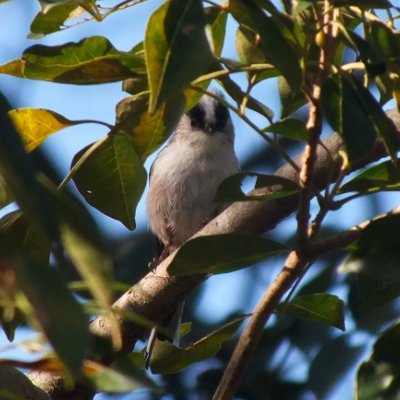 flora and fauna 宮崎大学生の動植物好きが集まるところ。インスタ→https://t.co/mfLxpRKINA