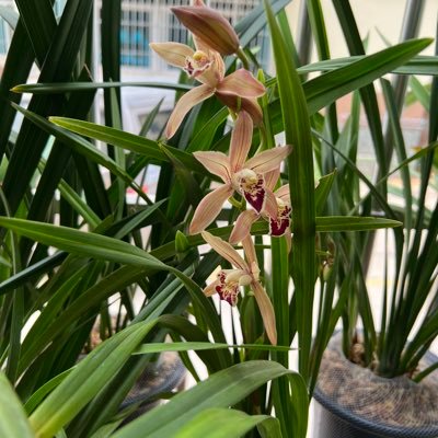 sxcdh123's profile picture. 