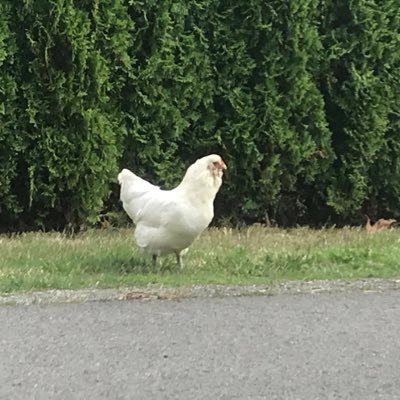 PluckAchicken's profile picture. 