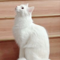 Dyah Kartika Rini (@dyahkartikarini) 's Twitter Profile Photo