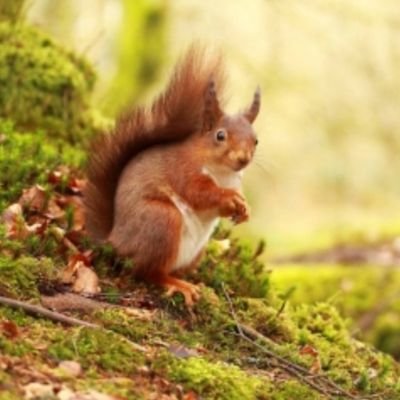 The introduction of the invasive non-native grey squirrel from North America to Ireland in 1911 has led to the drastic decline in red squirrels