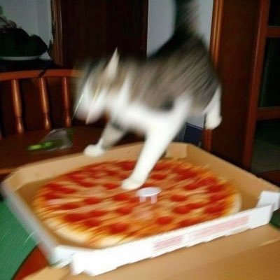 ほぼほぼ音楽ദ്ദി^._.^)ときどきﾆｬﾝｺ^ᴗ ̫ ᴗ^