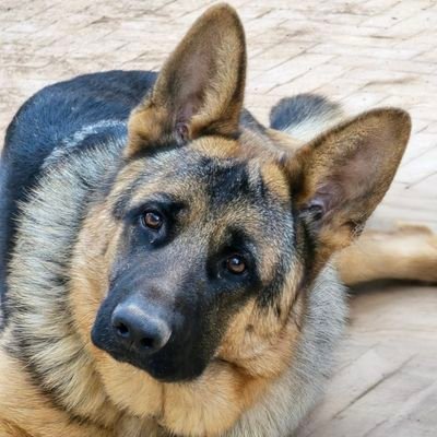 kimichou212's profile picture. 