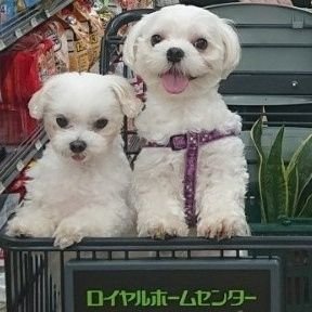 haruharuhayata's profile picture. 