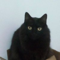 linea (@acresp9330) 's Twitter Profile