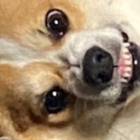 いろは (@irohasmk) 's Twitter Profile