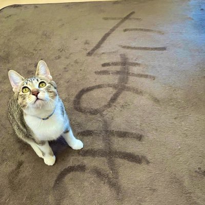 双極性障害の通院メモ・症状記録用アカウントです。症状が悪い時に叫ぶように呟きます。ネガ発言ばかり。 双極性障害I型の方がどのように暮らしているか知りたいのでI型の方を中心にフォローしています。ご不快でしたらどうぞブロ解ミュートブロックしてください。