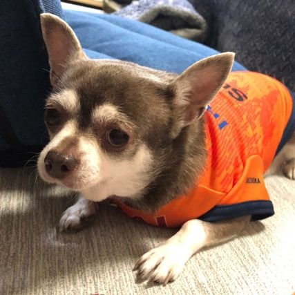 イザベラチワワのおまめちゃん♀(2017.5.10🎂)
 のんびりやさんの元保護犬🐶エスパルス🍊こパルちゃん🍊マスコット大好き🐼無言フォロー失礼します🐕🐾