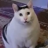 猫コタツ(´・ω・｀)@スターレイル、ポケモン モンハンさんのプロフィール画像