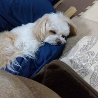 40代さまよい中😋 (@important_fun) 's Twitter Profile