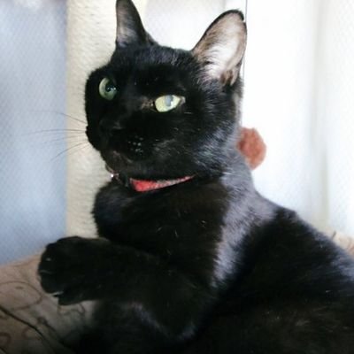 愛猫達と遊んでる猫専用垢です💓🐈⬛🐾
日々の愛猫画像・動画◆製作した猫グッズや新作等はこちらにUPしてきます💕現在猫カップ☕完売🙇🙏💦7/6に再販予定🐾1つ1つ手作りの為、お待たせしておりご迷惑をおかけしますがご了承ください💦