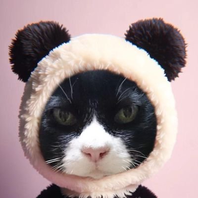 SKAPUNK、POPPUNK、メロコア、ピンクと水玉と猫🐈️といちご🍓プリキュア(キュアヤムヤム、キュアフレンディ、キュアキュンキュン推し)とちいかわ(ハチワレ、シーサー推し)がすきな
アラフォー×ワーママです。気軽にフォローしてください✌️