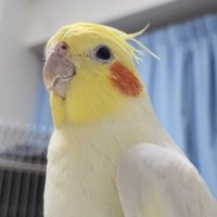Jun 酉年生まれ (@junmao0723) Twitter profile photo