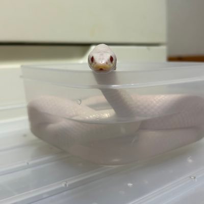 @BallPython1207 さんのところで月に何度かお勉強させて頂いております!
ボールパイソンのモルフを覚えることが一番の難問ですが、ブリーディングが個体差によって違うので奥が深いです!