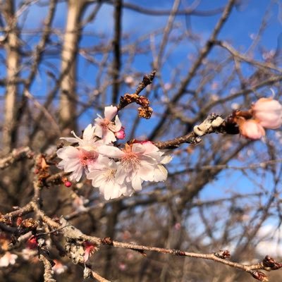 PROGRESSkyoko's profile picture. 少ない資金ですが、NISAを積み立て、日本株を買っています。お金に働かせ、楽しく自由な暮らしを目標に頑張っています。