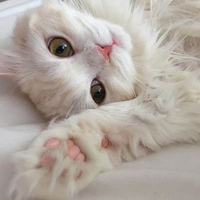 urlittlekitten9's profile picture. ก็เป็นแมวไง แต่ยังไม่มีปลอกคอ เธอก็มาใส่ให้เราดิ
ใครแคปหรือเซฟรูป ปรับ 5000 เอาดอ่