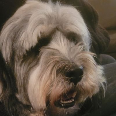 Family, Reggie the Tibetan Terrier and Portsmouth FC - it's in the blood.