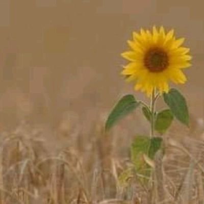 Najeebb94079123's profile picture. 