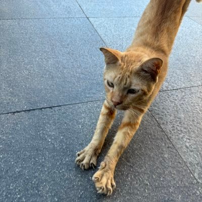 ncteume's profile picture. they say live, life, laugh, but what is it really?