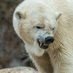 Bear (@jbeartrades) Twitter profile photo Bear (@jbeartrades) Twitter profile photo