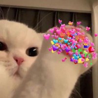 ᴅᴀɪsʏᴘᴏᴘᴏꔛ⁵⁵⁵ 🌼🐈 (@popo_ej) 's Twitter Profile