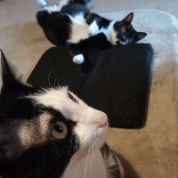 しましまろくたび (@nyanpokopen) 's Twitter Profile Photo しましまろくたび (@nyanpokopen) 's Twitter Profile Photo