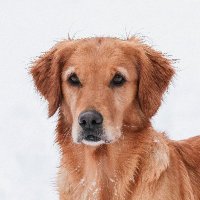 Liechtenstein Kennel Association (@lka_lgr) 's Twitter Profile