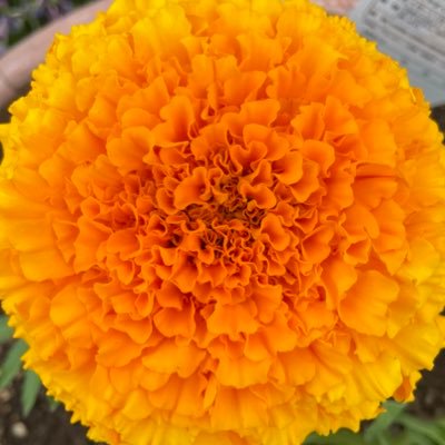 licorice_drop's profile picture. スマ パックン FGOAC ポッ拳 カメ スイクン モンハン  斧　無言フォロー失礼します ギギネブラ推し