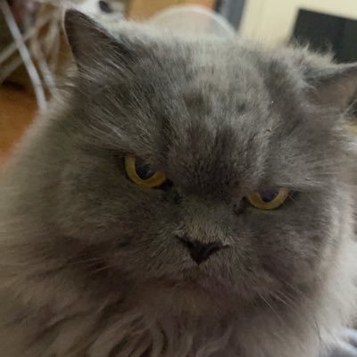 thiampho's profile picture. 