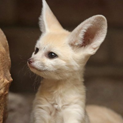 RoxyFennecFox Profile Picture