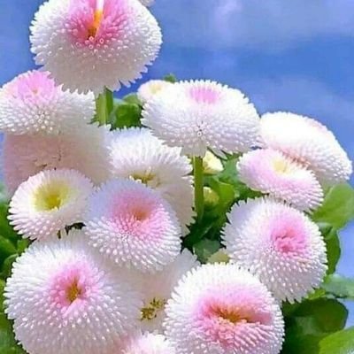 Huzaifa44066936's profile picture. AFRIDYAAN