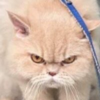 ฉันเล่าแล้วเธอห้ามบอกใครนะ (@garfield_lucky) 's Twitter Profile Photo ฉันเล่าแล้วเธอห้ามบอกใครนะ (@garfield_lucky) 's Twitter Profile Photo