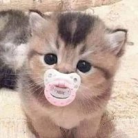 Kitty (@cute9824kitty) Twitter profile photo