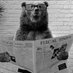 Pontificating Bear (@GrizzlyKC) Twitter profile photo